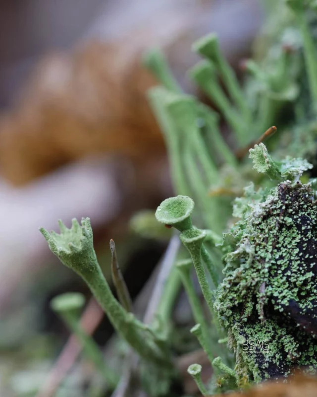 🌲💚 Tänään vietetään maailman metsäpäivää. Metsissä tehtävillä toimilla on vahva yhteys myös vesistöjen ja Itämeren hyvinvointiin. ⬇

🌲 Metsissä tehdyt ojitukset, hakkuut ja maanmuokkaus voivat vaikuttaa vesistöihin, sillä kyseisten toimenpiteiden aikana vesistöihin valuu ravinteita ja kiintoainesta. Esimerkiksi ojituksia vähentämällä voitaisiin vähentää metsien vesistökuormitusta. 
 
🌲 Suomi on maailman ojitetuin maa. Ilmaston lämpenemisen ja maaperän muutoksen myötä uusia ojia ei enää juuri tarvita, mutta ojia kunnostetaan ja uusia kaivetaan edelleen. 

🌲 Ojitukset lisäävät sekä tulva- että kuivuushaittoja. Nykyään kuivuminen voi aiheuttaa riskin metsän kasvulle ja lisätä metsäpaloja. Metsäojitukset lisäävät myös alavien maiden tulvariskiä pahentaen maatalouden ravinnehuuhtoumia. 

🌲 Metsänhoito on yleensä mahdollista toteuttaa ilman ojituksia jättämällä hakkuissa riittävä määrä haihduttavaa puustoa alueelle. Jos ojitus todetaan metsänkasvun kannalta välttämättömäksi, tulisi ojat perata ainoastaan niiltä osin kuin se on todella tarpeen. 

🌲 Metsien kuivatussyvyyden tarkemmalla suunnittelulla ja liian kuivattavia ojia korjaamalla voidaan vähentää vesistö- ja ilmastopäästöjä samanaikaisesti. 

💡 Kuntien kaavoituspäätöksillä ja ympäristönsuojelumääräyksillä voidaan vaikuttaa metsien hoitoon kunnan alueella ja vähentää niistä syntyvää kuormitusta vesistöille. Monilla kunnilla on myös omaa metsää, jonka hoidon suunnittelussa voidaan ottaa vesistöasiat huomioon. 

💚 Äänestämällä kevään kuntavaaleissa voit siis vaikuttaa myös Itämeren ja lähivesiesi tulevaisuuteen! 

📷: 
1 : Kati Hyyppä
3 & 4: Toni Etholén