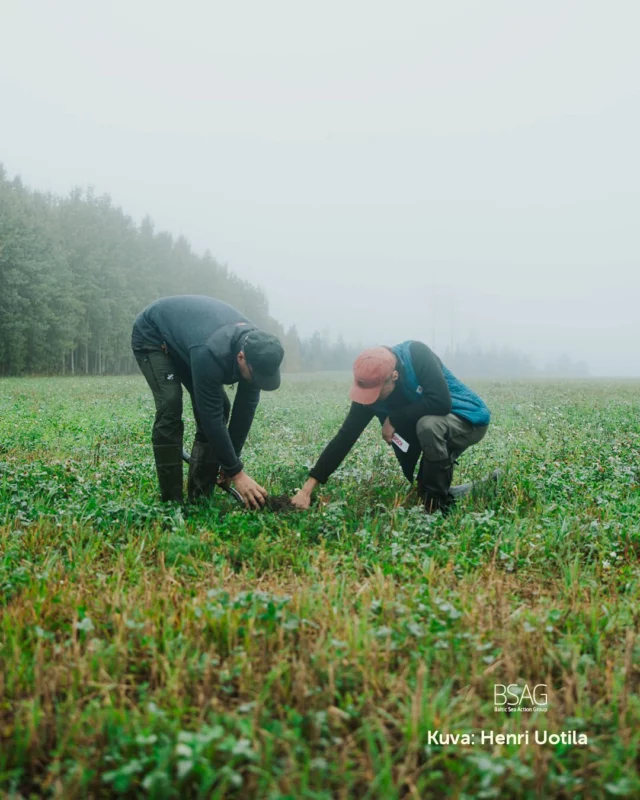 🌾 Yhteistyöllä voimme auttaa Itämerta maalta käsin. 

🌾 Itämeren huonoon kuntoon ei ole yhtä yksittäistä syytä. Sen taustalla ovat pitkään jatkuneet ja yleisesti hyväksytyt toimintatavat maalla ja merellä. Ratkaisujen löytämiseksi joudumme pureutumaan syvälle ongelmien alkujuuriin. Näin voimme löytää pitkäaikaiset ja kokonaisvaltaiset ratkaisut Itämeren pelastamiseksi sekä ilmastokriisin ja luontokadon hillitsemiseksi.

🌾 Yksi monihyötyisistä ratkaisuista on uudistava viljely, jota edistämme yhdessä viljelijöiden, yritysten ja tutkijoiden kanssa. 

🌾 Uudistava viljely parantaa maaperän kasvukuntoa. Hyväkuntoinen pelto pidättää vettä ja ravinteita sekä vähentää eroosiota. Se myös sietää paremmin vaihtelevia äärisäitä. Arvokkaan pintamaan pysyessä pellolla ja ravinteiden kierron toimiessa myös viljelijän eurot säästyvät. Samalla ehkäistään myös Itämeren rehevöitymistä. 

🌾Uudistava viljely on monihyötyinen ratkaisu: se auttaa Itämerta, lisää luonnon monimuotoisuutta, mahdollistaa varmempia satoja ja lisää peltomaan sopeutumiskykyä muuttuvissa sääolosuhteissa. 

💚 Yhteistyössä on voimaa ja viljelijöiden osaamisessa ovat ratkaisun avaimet maaperämme parantamiseen. 

Löydät lisää tietoa uudistavasta viljelystä osoitteesta bsag.fi.

#ItämeriTekoja #BSAG #itämeri #maatalous #rehevöityminen #monimuotoisuus
